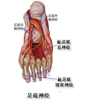 脚踝被玻璃割伤现在伤口恢复但脚底一半麻木无知觉怎么