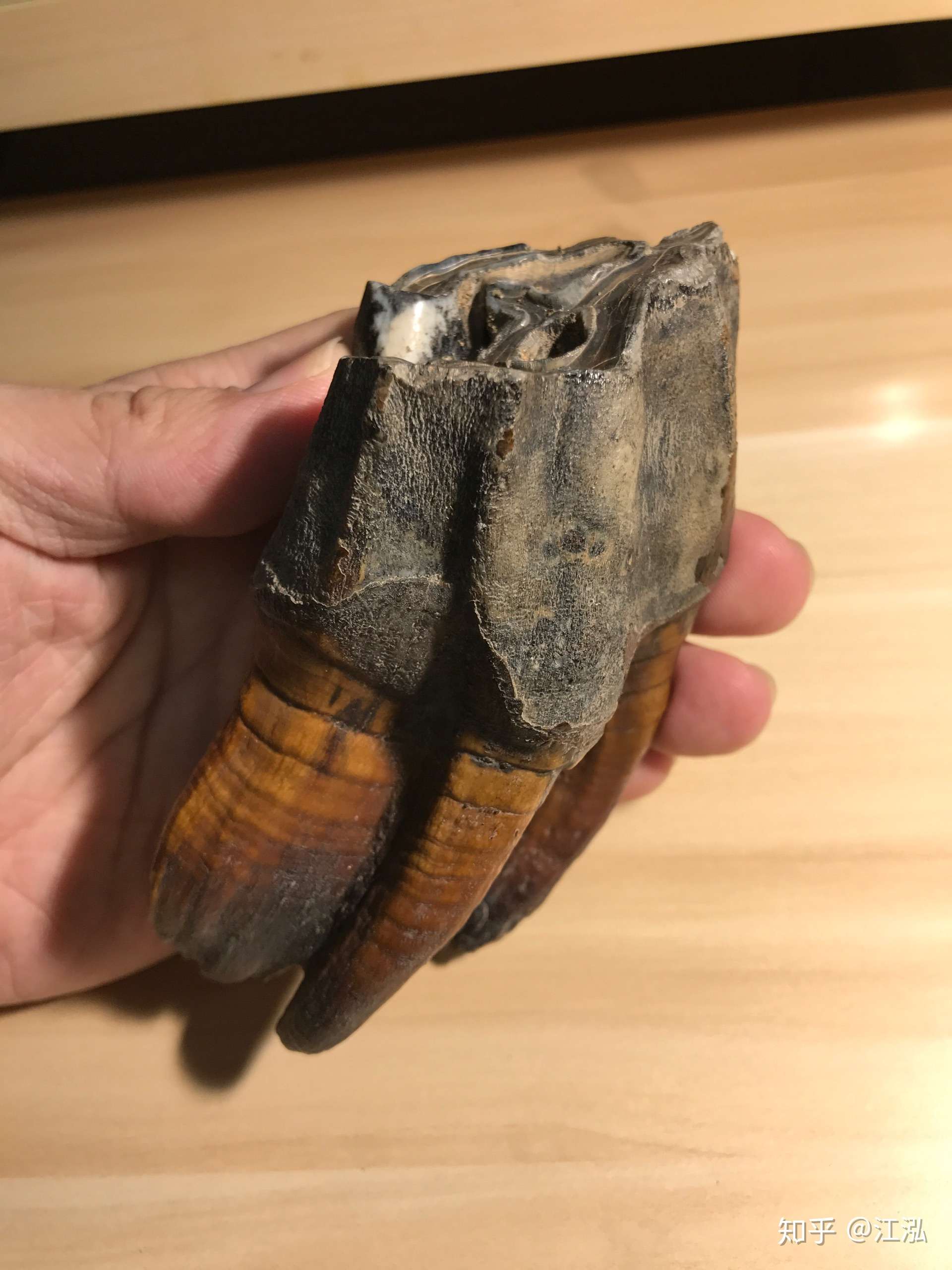 化石#一枚来自西伯利亚的披毛犀牙齿化石,保存的非常好,这个齿根的