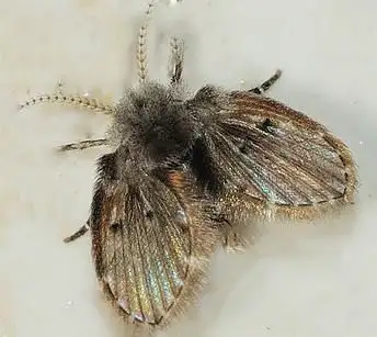 用学校洗衣机洗出来的衣服里有一种黑线虫,这是什么虫子?