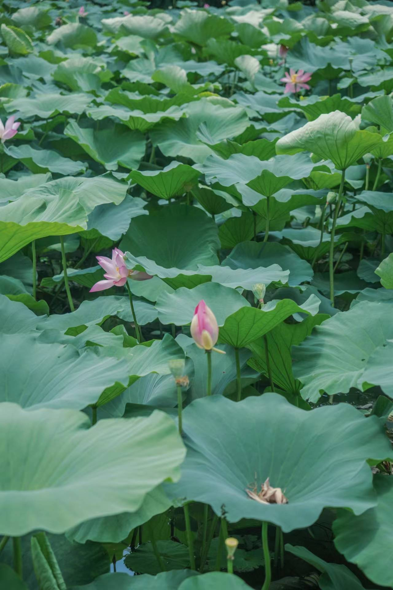 夏日荷花娇美如画|米娜娜