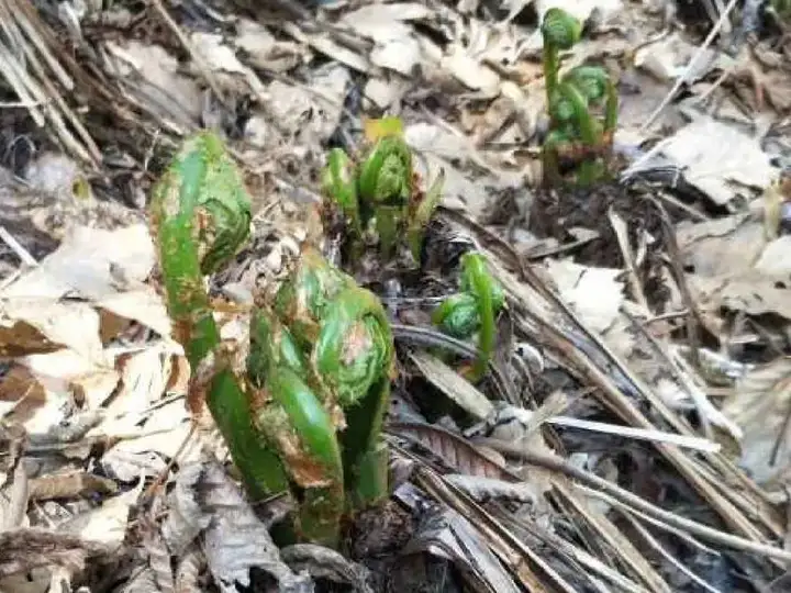 野菜的种类和图片大全名称（38种野菜图片大全）