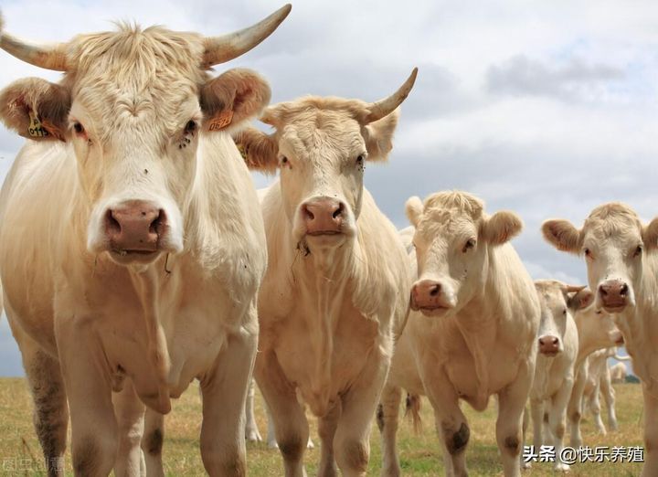 图片[3]-养牛要打哪些疫苗？春季牛防疫措施-乐学小窝