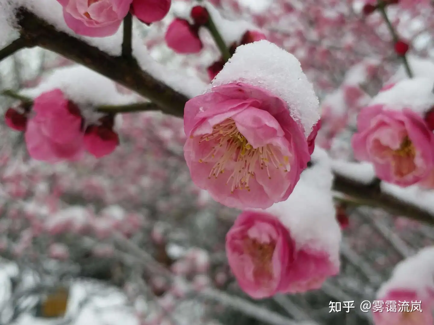 带有梅字的古诗词有哪些？ - 知乎