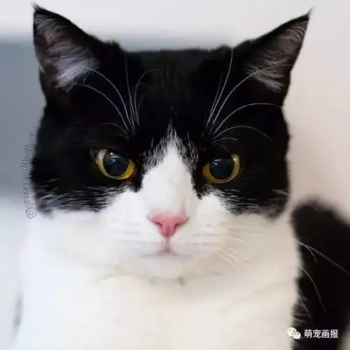 为什么黑猫警长明明是一只奶牛猫，偏偏被叫做黑猫？ - 猫没有坏心思的 