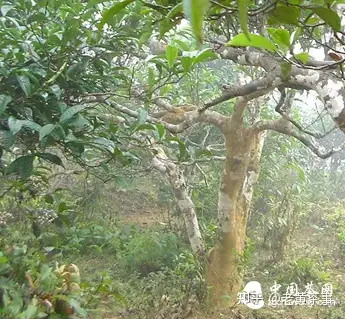 普洱茶,西双版纳产区的江内古六大茶山和江外八大茶山,古树茶的现状和