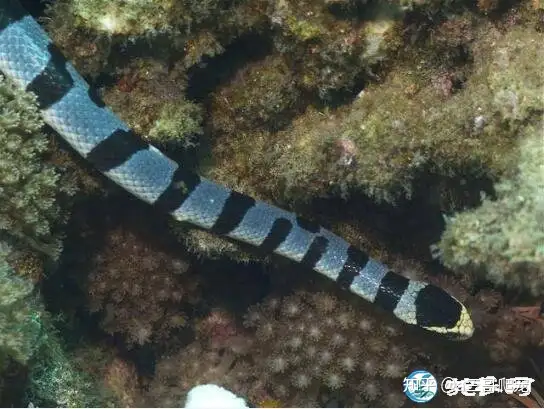 Most venomous snake, photo by Chinese network