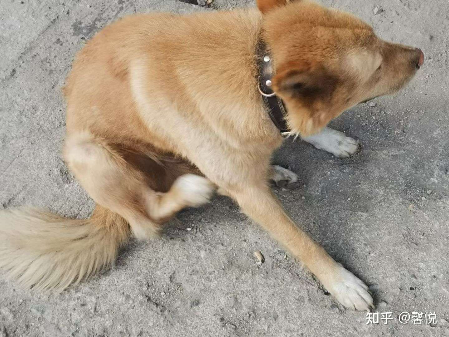 馨悦 的想法: 你若安好,便是晴天 公司的几条狗狗黑妞… - 知乎