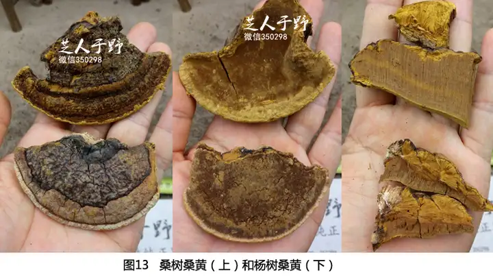因为一些身体上的问题，需要一些野生桑树桑黄，一查发现有很多种桑黄，我应该怎么去分辨？（野生桑黄的作用?）