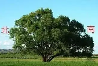 辨别方向的方法有哪几种（户外迷路如何辨别方向图解）