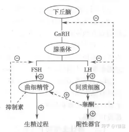 荷尔蒙周期性缺失图片