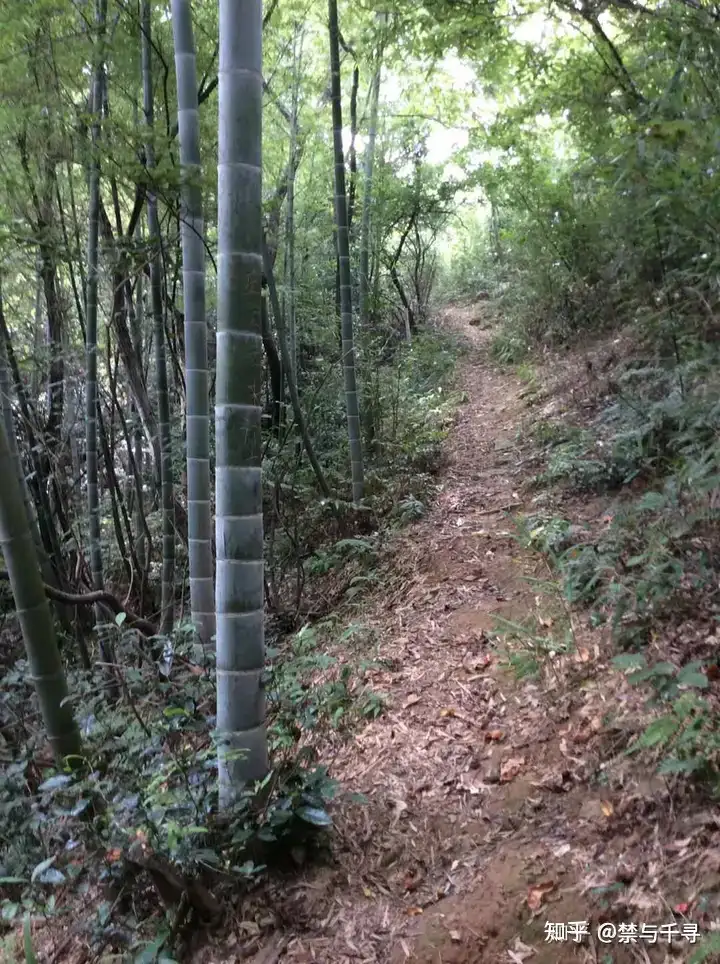 「华南 F3」的祖坟为什么大多都建在高山上？后代是如何在荒郊野岭中精准找到自家祖坟的？