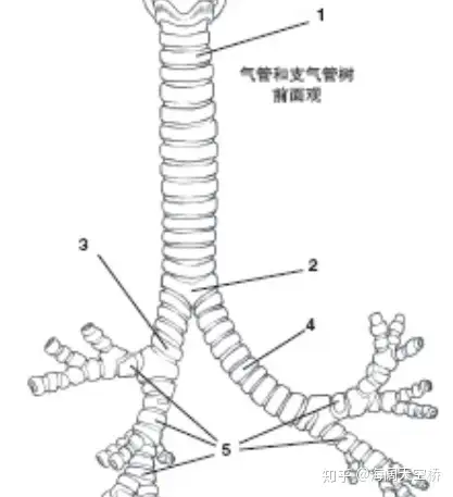 痢萄袄主抛鞭——诸卤度椭-橙气管勾(图2)