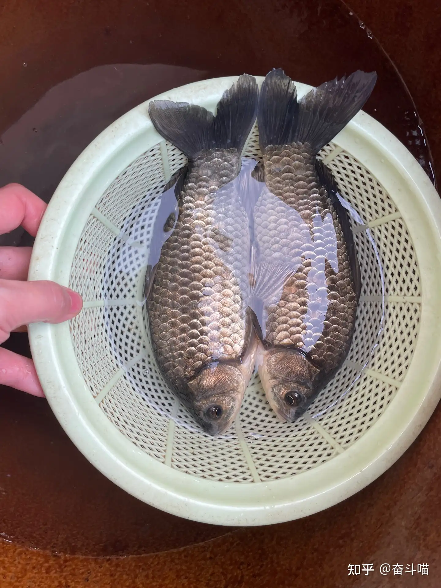 女朋友宣称能吃出河里野生鱼和池塘里鱼的味道差别，她是在骗我吗？