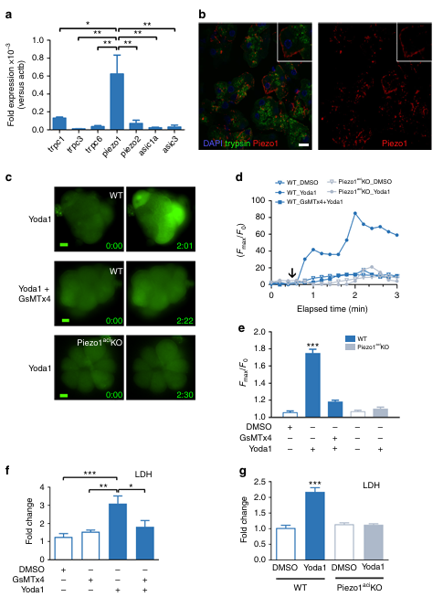 Piezo1是一種介導壓力誘導胰腺炎的機械激活離子通道