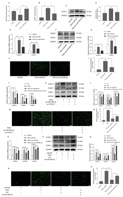 層流剪切應力通過調控 miR - 29b - 3p/CX3CL1 軸減輕單核細胞黏附及動脈粥樣硬化發展 層流剪切應力通過調控 miR - 29b - 3p/CX3CL1 軸減輕單核細胞黏附及動脈粥樣硬化發展