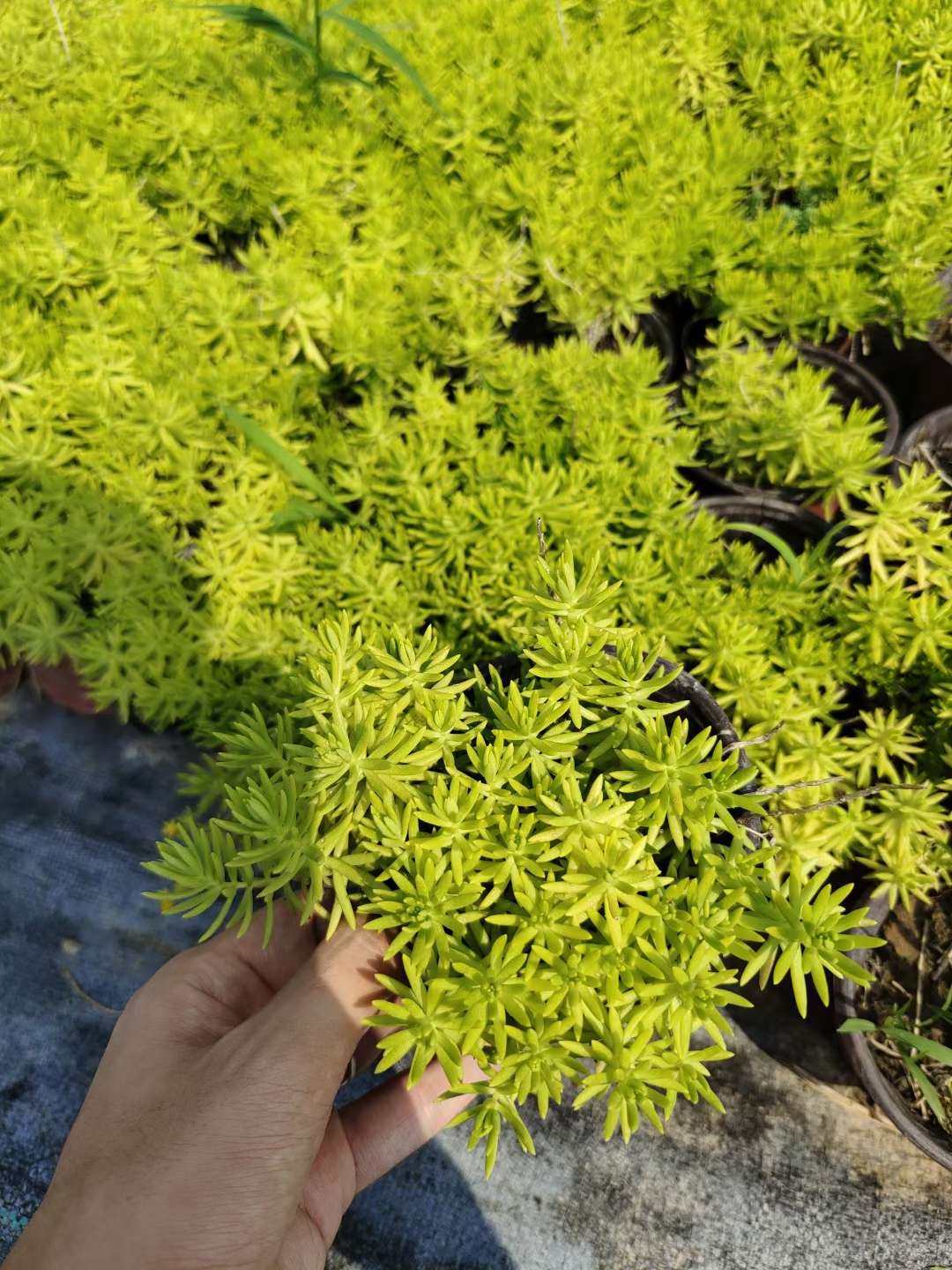 北方常绿基地 的想法: 金叶佛甲草的简介 | 金叶佛甲草乃佛甲草