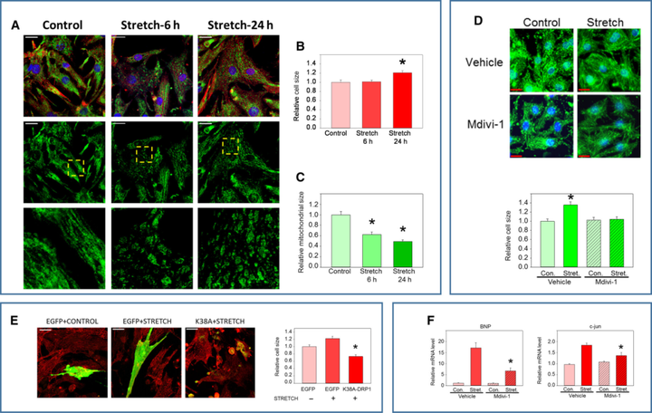 粘着斑激酶（FAK）通过动力蛋白相关蛋白1（Drp1）调控心肌细胞线粒体裂变和功能