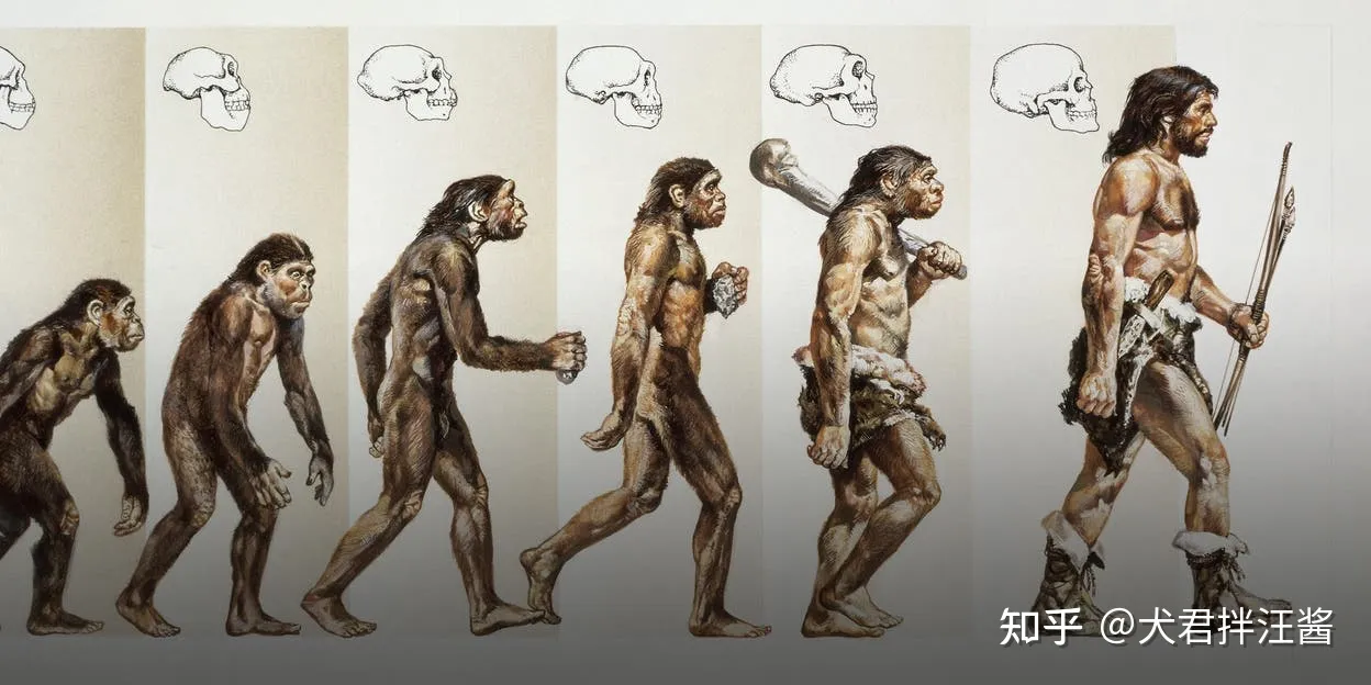 为何只有图片描绘公的成年古猿演化成智人的过程，而从没有图片描绘母的成年古猿携带幼崽演化智人的过程呢？