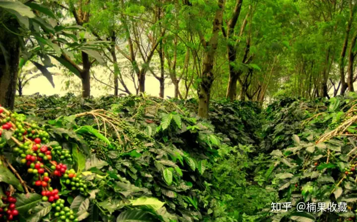 把高高在上的战略思维落地后,我8年时间把咖啡业务做到了十倍增长