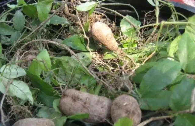 种植药材致富故事（种植药材种哪个好）