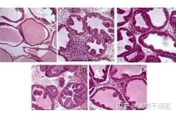 干细胞的作用有哪些？(图2)