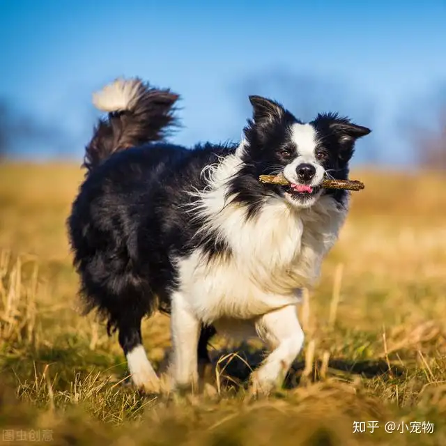 边境牧羊犬和澳洲牧羊犬有什么区别”