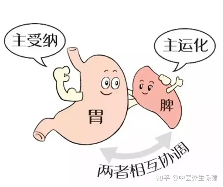 按时吃饭和不饿不吃饿了再吃哪种吃法比较健康? - 知乎