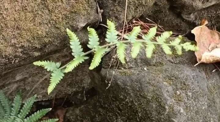 图片[2]-农村有这种“懒植物”，叶子、果子都值钱，一斤几十块回收，中年人也能干！-就爱副业网