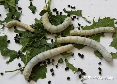 蜘蛛咋没有排泄物