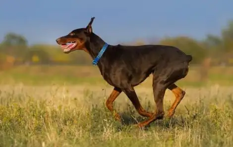 名犬排名犬排行榜前十名（世界十大名犬有哪些品种）