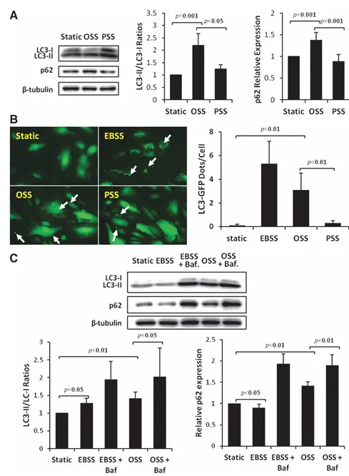 紊亂血流誘導(dǎo)自噬并損傷自噬流以擾亂線粒體穩(wěn)態(tài)