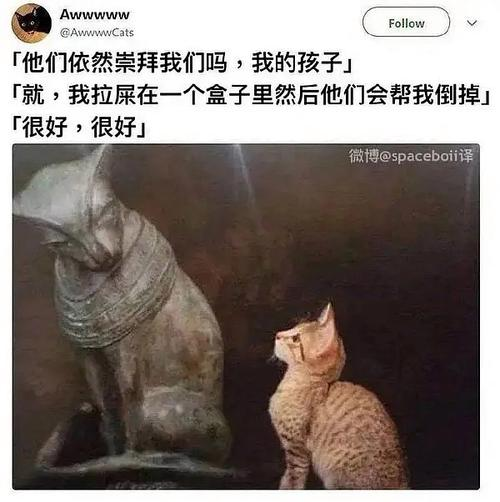 AI改变了一切，除了猫咪