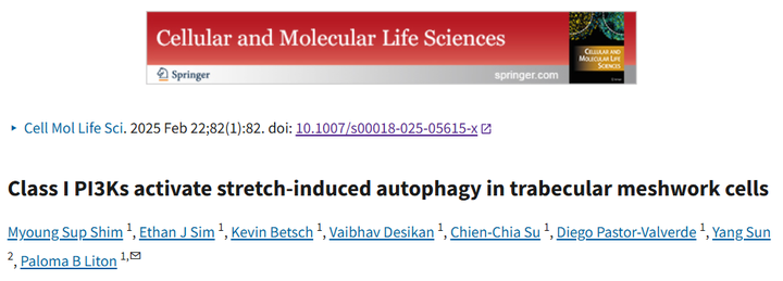 I 類磷脂酰肌醇3-激酶（PI3Ks）激活小梁網(wǎng)細(xì)胞中拉伸誘導(dǎo)的自噬