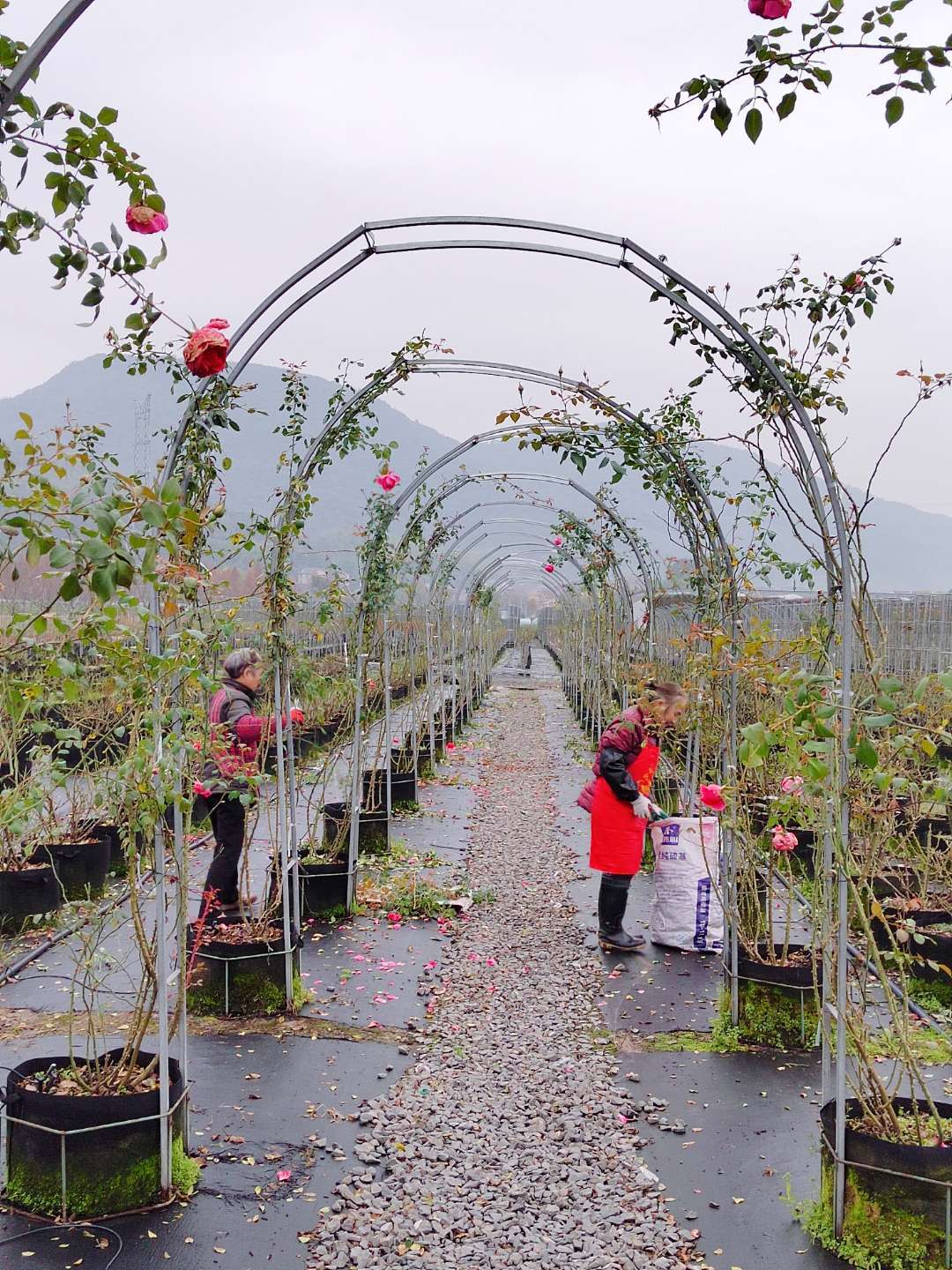 园艺师的世界 的想法: 这几天开始对苗圃基地的月季进行冬剪,月