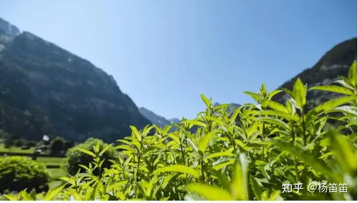 2026 年，你有哪些给自己「松口气」的小仪式？
