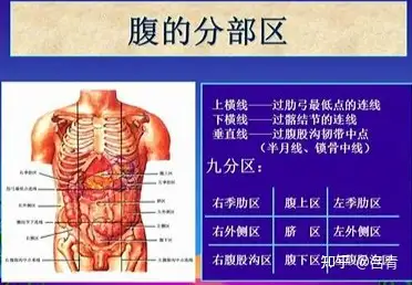 左下腹器官图片