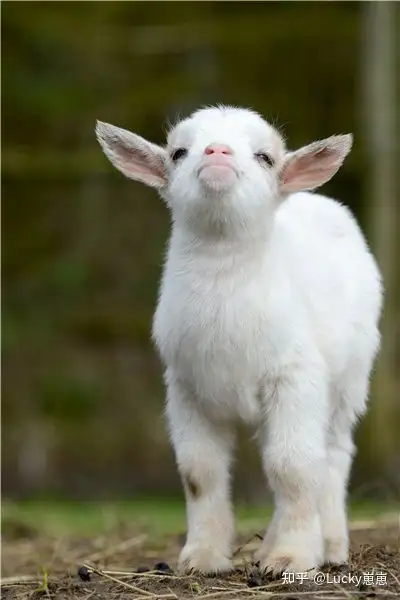 有没有含有羊的文案?,谢谢啦!谢谢啦! - 知乎