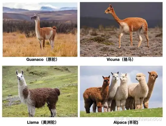 alpaca llama