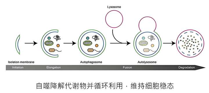 哈佛抗衰老专家：衰老可以延缓，「派奥泰PAIOTIDE」开启抗衰新纪元