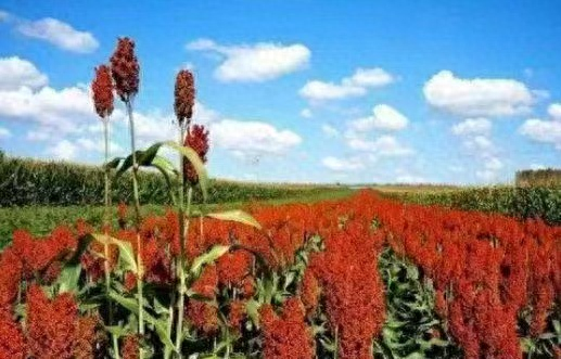 诗词荟萃——慧观圣君作品欣赏