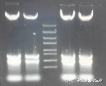如何根据电泳条带分析提取 dna 的质量？ - 知乎