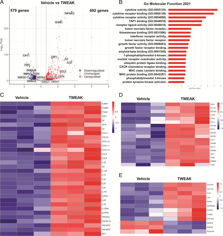 TNFSF12/TWEAK 調(diào)節(jié)結(jié)腸炎性成纖維細(xì)胞分化并促進(jìn)成纖維細(xì)胞-單核細(xì)胞相互作用