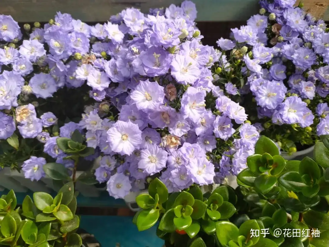 为什么很多花在花市状态很好， 买回家却养不好？