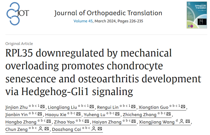 機械超負荷下調(diào)核糖體蛋白L35 通過 Hedgehog-Gli1 信號促進軟骨細胞衰老和骨關(guān)節(jié)炎進展