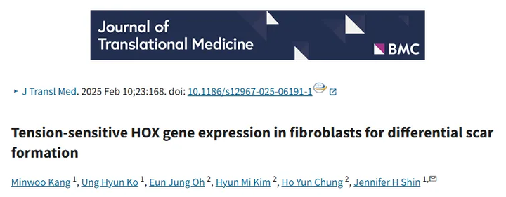 成纖維細(xì)胞中張力敏感的 HOX 基因表達(dá)用于差異瘢痕形成
