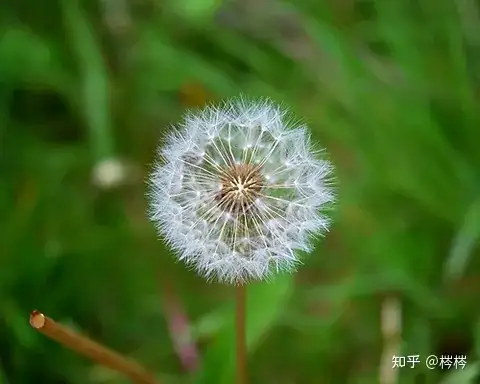 如果地府票选黄泉路上开什么花，你会投票给什么花？