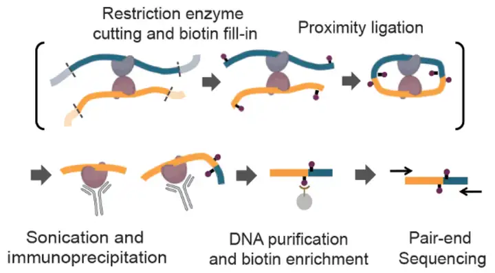 《特定蛋白介导的染色质互作捕获技术：ChIA-PET、HiChIP、PLAC-seq》