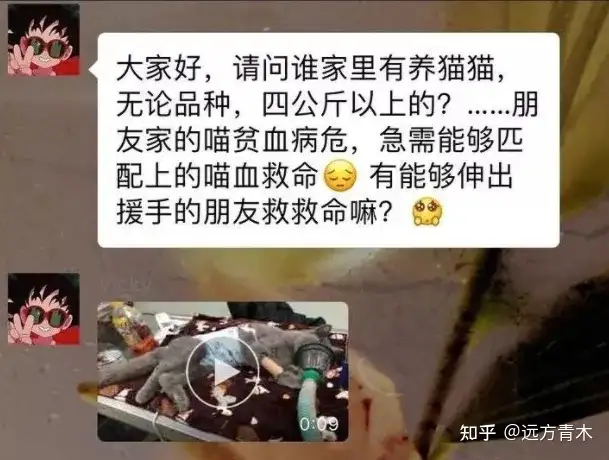 宠物医院有哪些残忍的真相？1