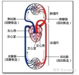 为什么左心衰时不是体循环淤血而是肺循环淤血? - 知乎