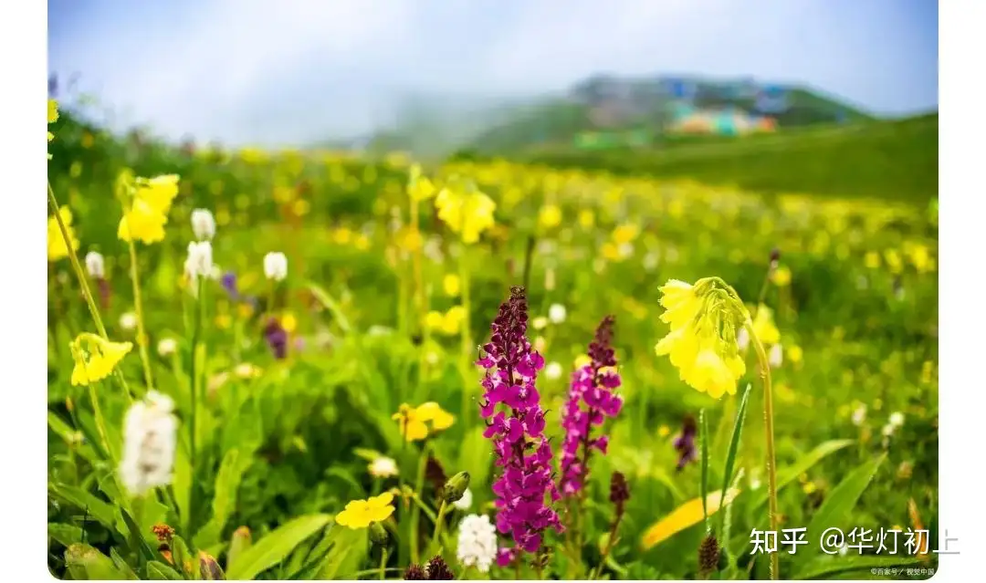 含有“夏”字的古诗词有哪些？ - 锦鲤机的回答- 知乎